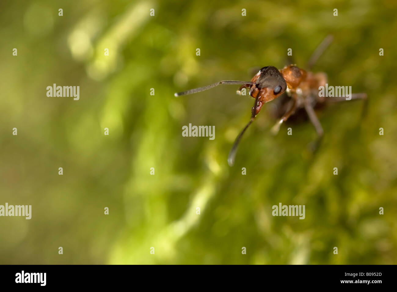 Le sud de fourmi ou de l'ant (Formica rufa) Banque D'Images