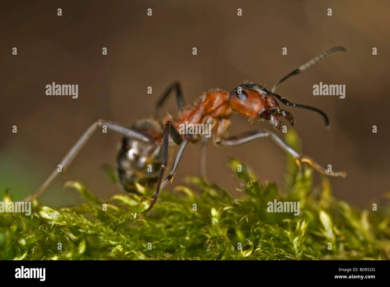 Le sud de fourmi ou de l'ant (Formica rufa) Banque D'Images