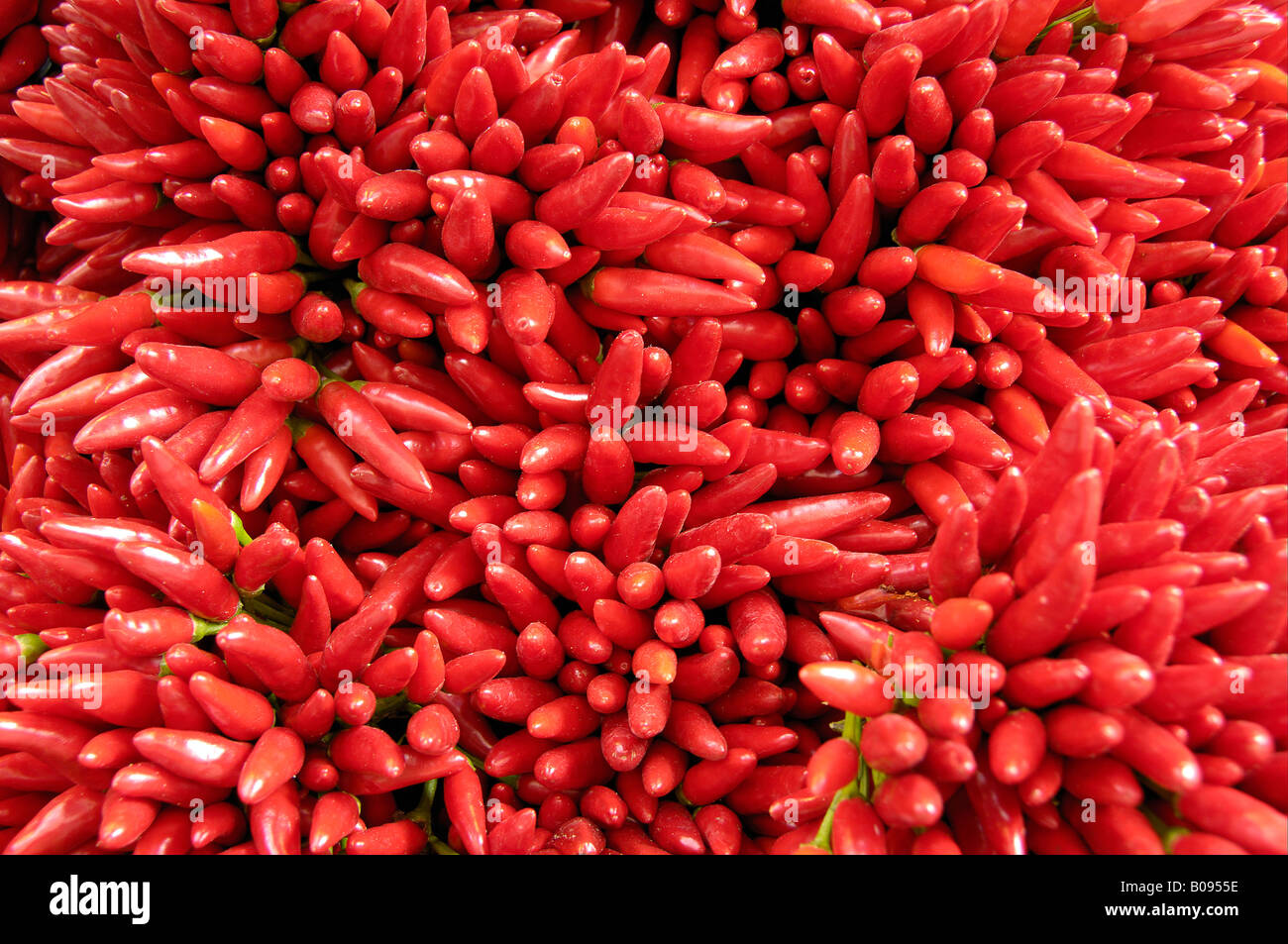 Red Hot Chili Peppers (Capsicum) Banque D'Images
