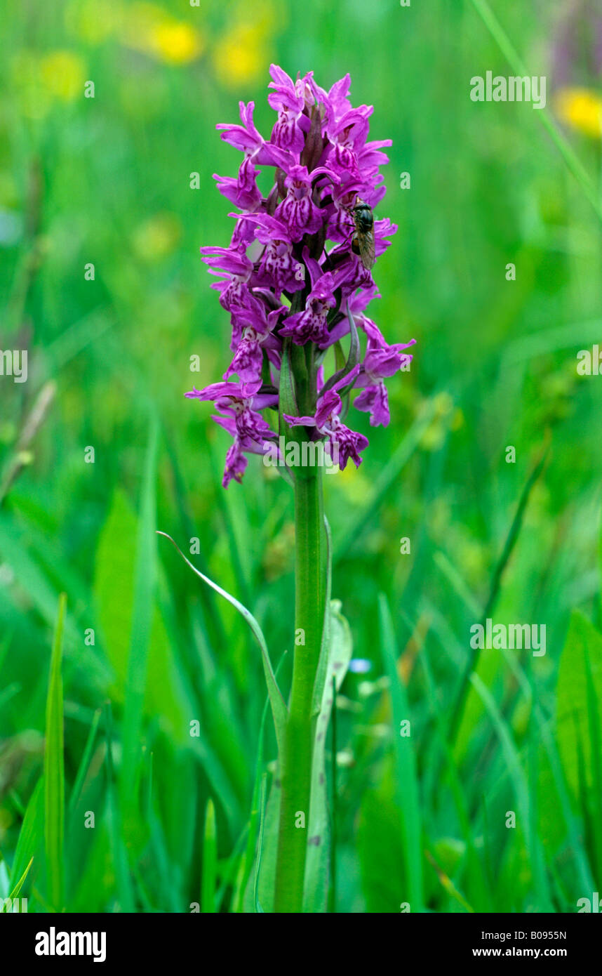 Western Marsh Orchid, ventilateur Orchid (Dactylorhiza majalis), famille des orchidées Banque D'Images
