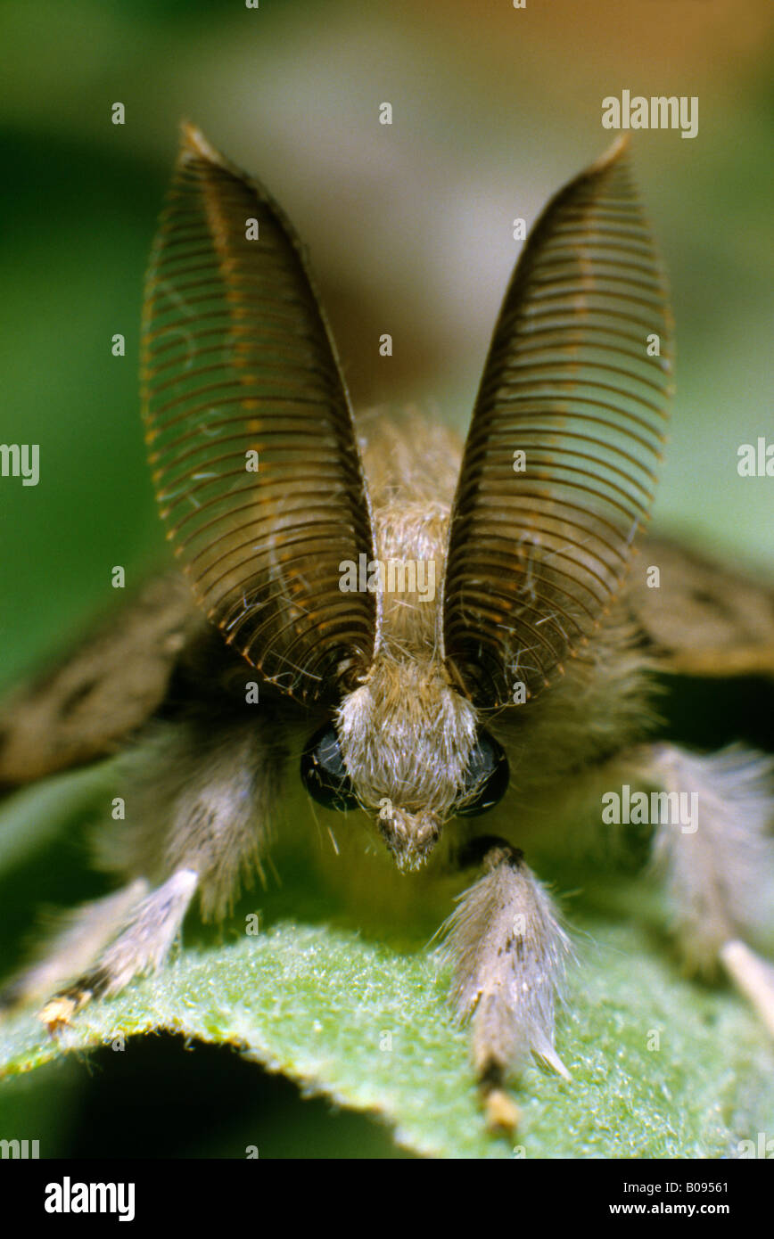 La spongieuse (Lymantria dispar), de la famille des Lymantriidae, closeup portrait of a male Banque D'Images