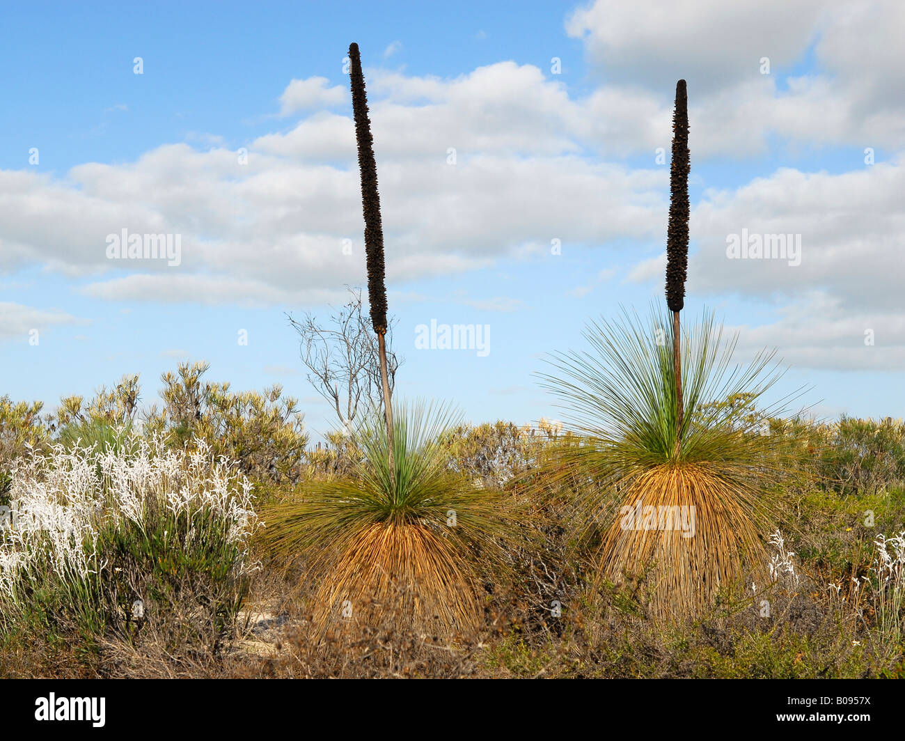 Arbre herbe australienne aka le sud de Blackboy (Xanthorrhoea australis) avec des graines, de l'Australie-Occidentale, Australie Banque D'Images