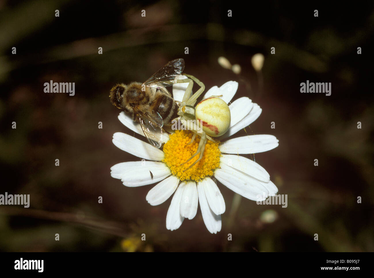 Houghton (Misumena vatia ARAIGNÉE CRABE) perché sur un la grande marguerite (Leucanthemum vulgare) manger une abeille (Apis) Banque D'Images