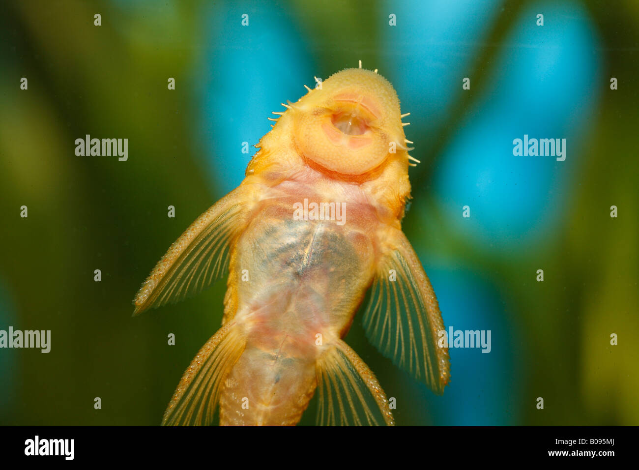 Pleco, Ancistrus jaune (Ancistrus sp. temminickii), L 144, l'homme, de l'eau chaude, l'eau douce aquarium, attaché au verre avec sucker Banque D'Images