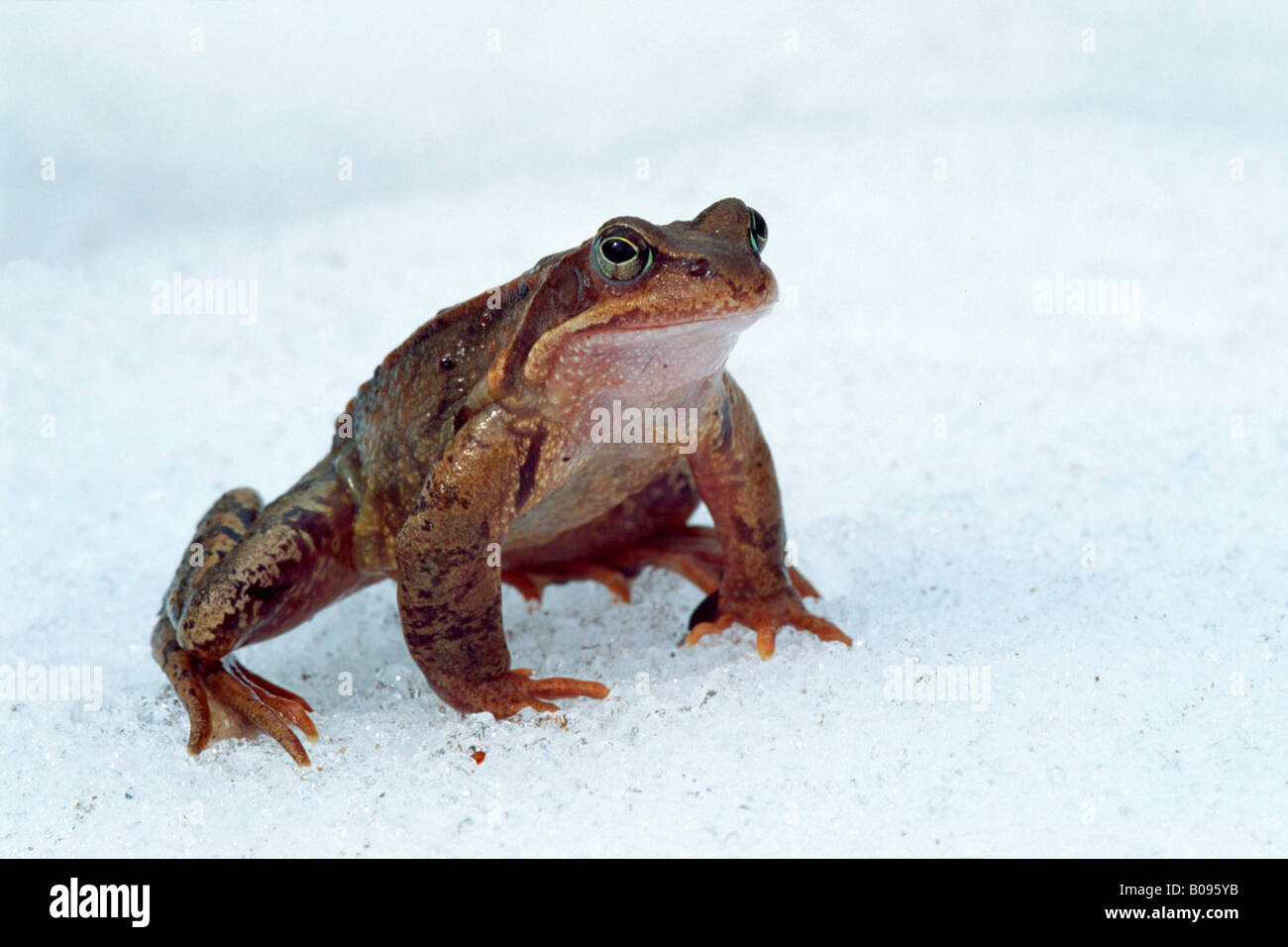 Européen Brown Frog (Rana temporaria), Kelchsau, Tirol, Autriche Banque D'Images