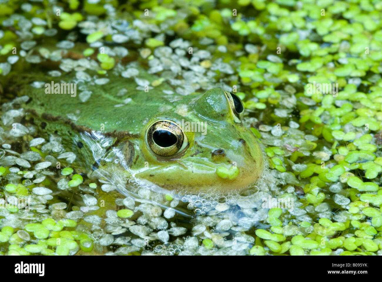 Edible Frog (Rana esculenta) jeter sa tête hors de l'eau, Filz, Woergl, Tirol, Autriche Banque D'Images