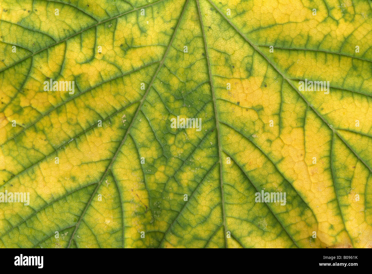 Libre d'une feuille d'automne, l'érable sycomore (Acer pseudoplatanus), Schwaz, Tyrol, Autriche Banque D'Images