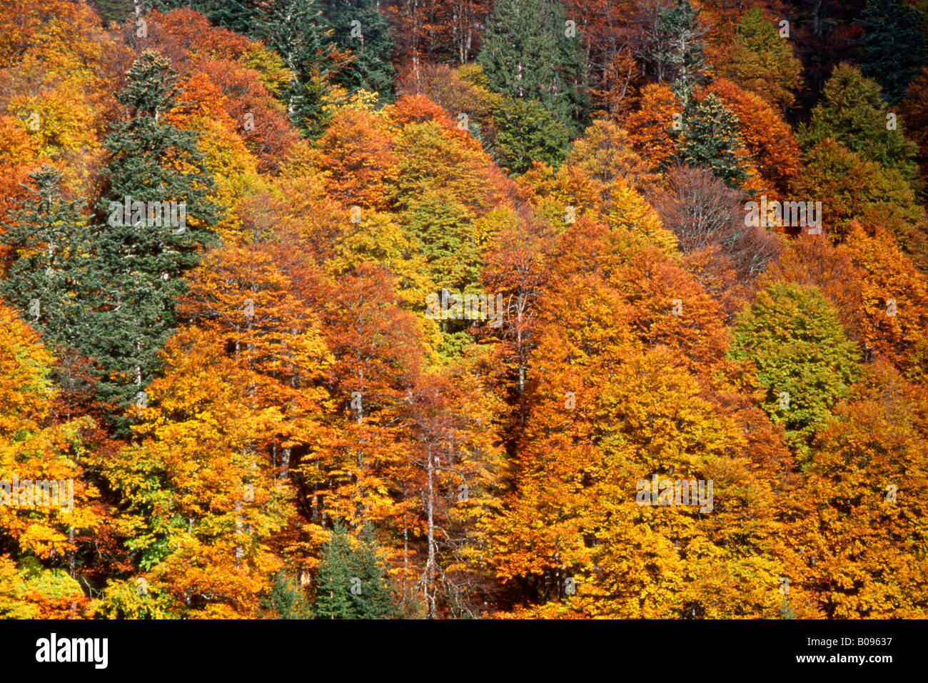 Forêt d'automne, Ahornboden, gamme de Karwendel, Tirol, Autriche Banque D'Images