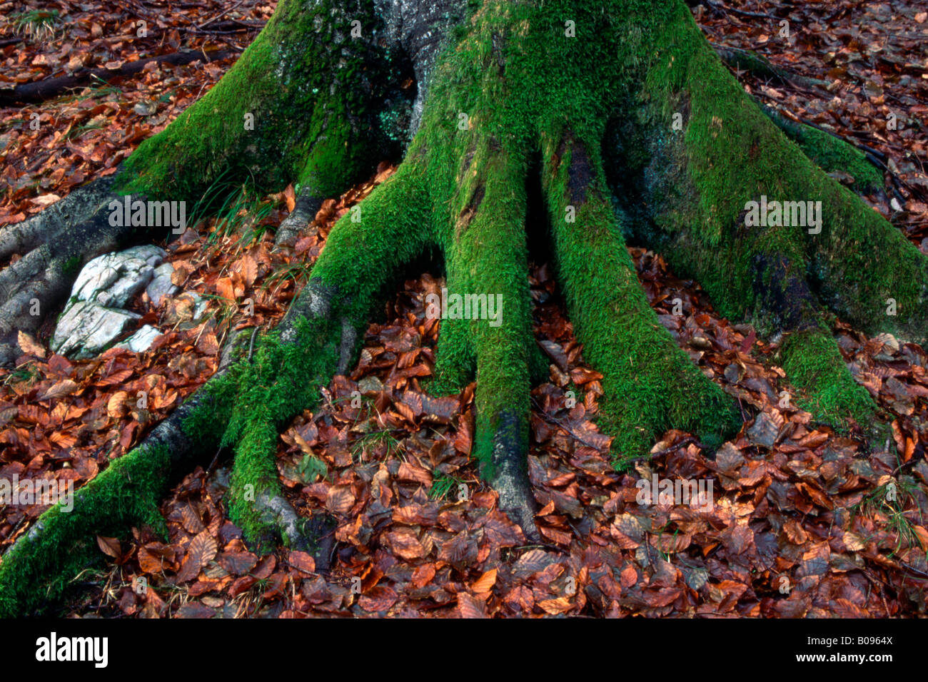 Couverts de mousse racines d'un hêtre européen (Fagus sylvatica), arbres, Vomperloch Gamme Karwendel, Tirol, Autriche Banque D'Images