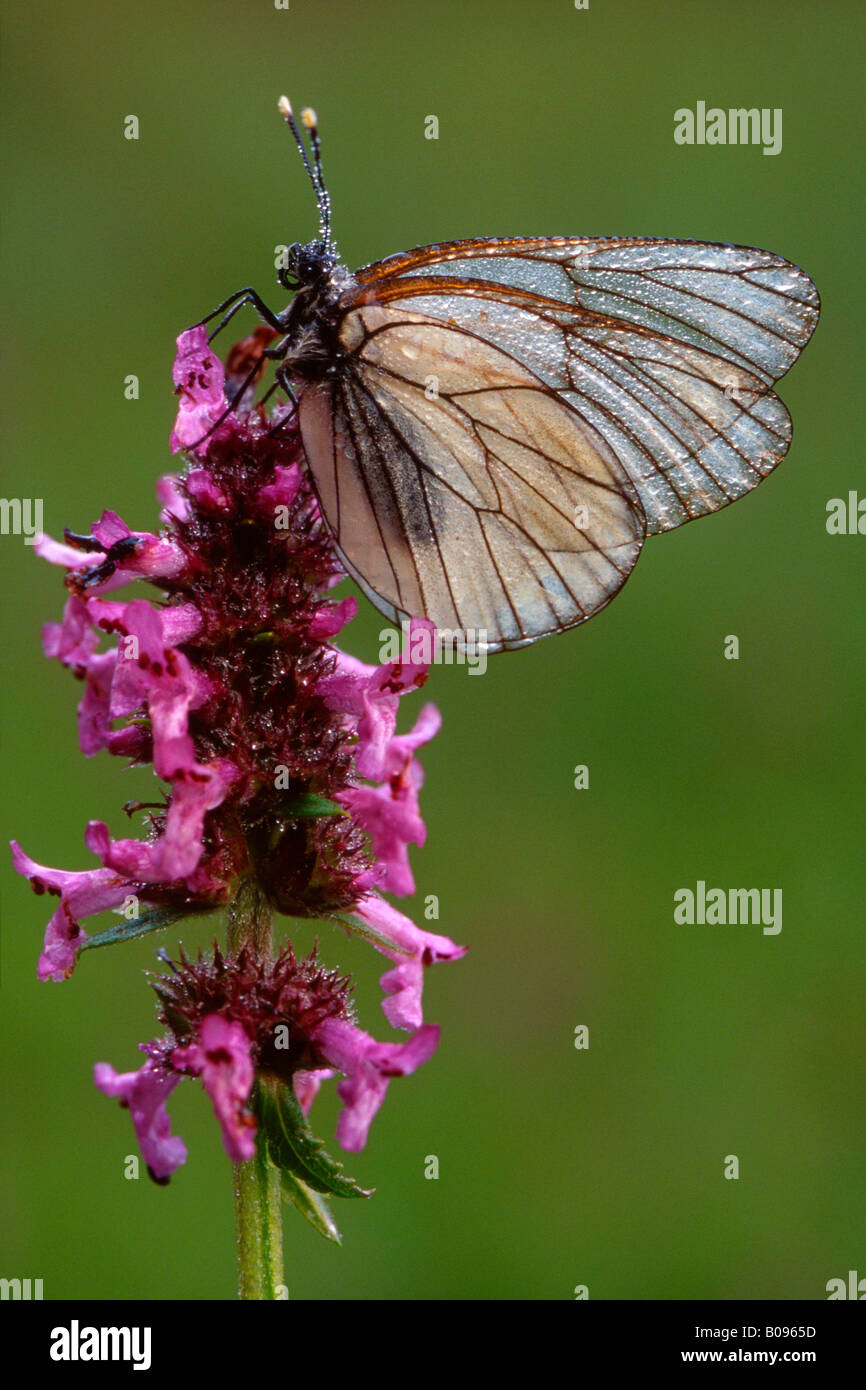 Papillon blanc veiné noir (Aporia crataegi), Filz près de Woergl, Tyrol, Autriche, Europe Banque D'Images