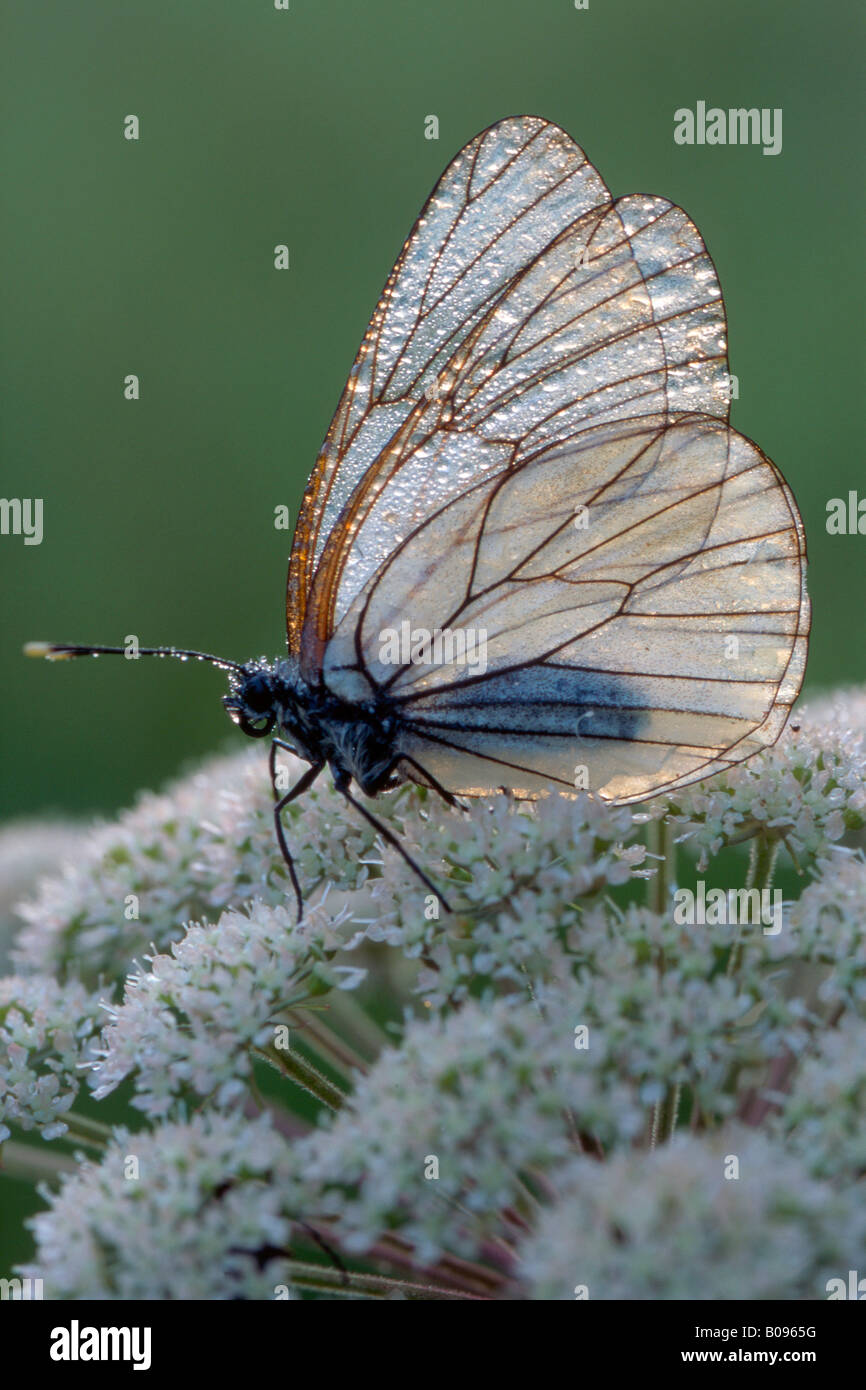 Papillon blanc veiné noir (Aporia crataegi), Filz près de Woergl, Tyrol, Autriche, Europe Banque D'Images