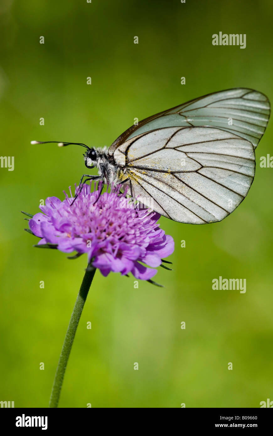 Papillon blanc veiné noir (Aporia crataegi), Achensee, Tyrol, Autriche, Europe Banque D'Images
