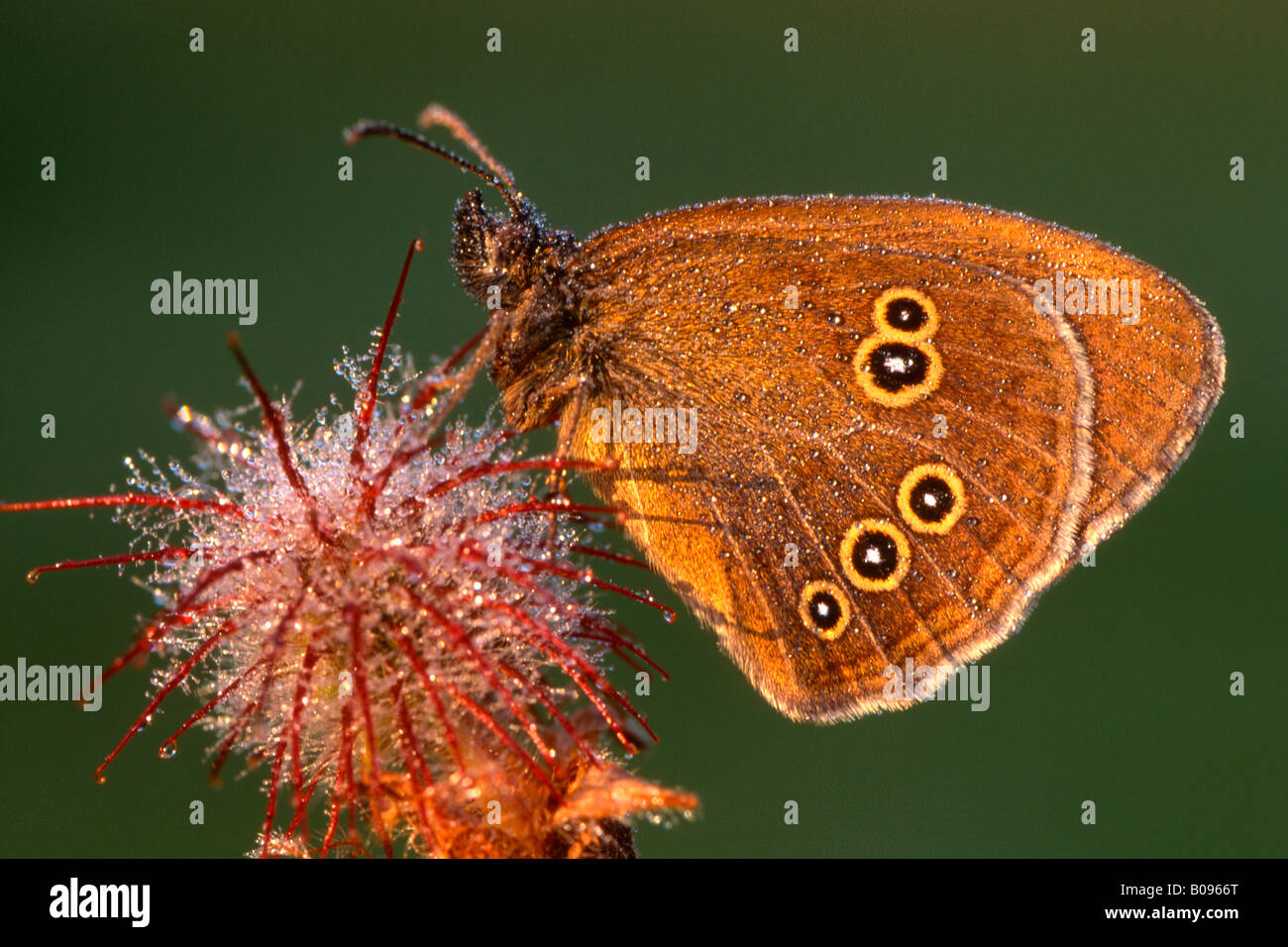 (Un papillon Aphantopus hyperantus) Banque D'Images
