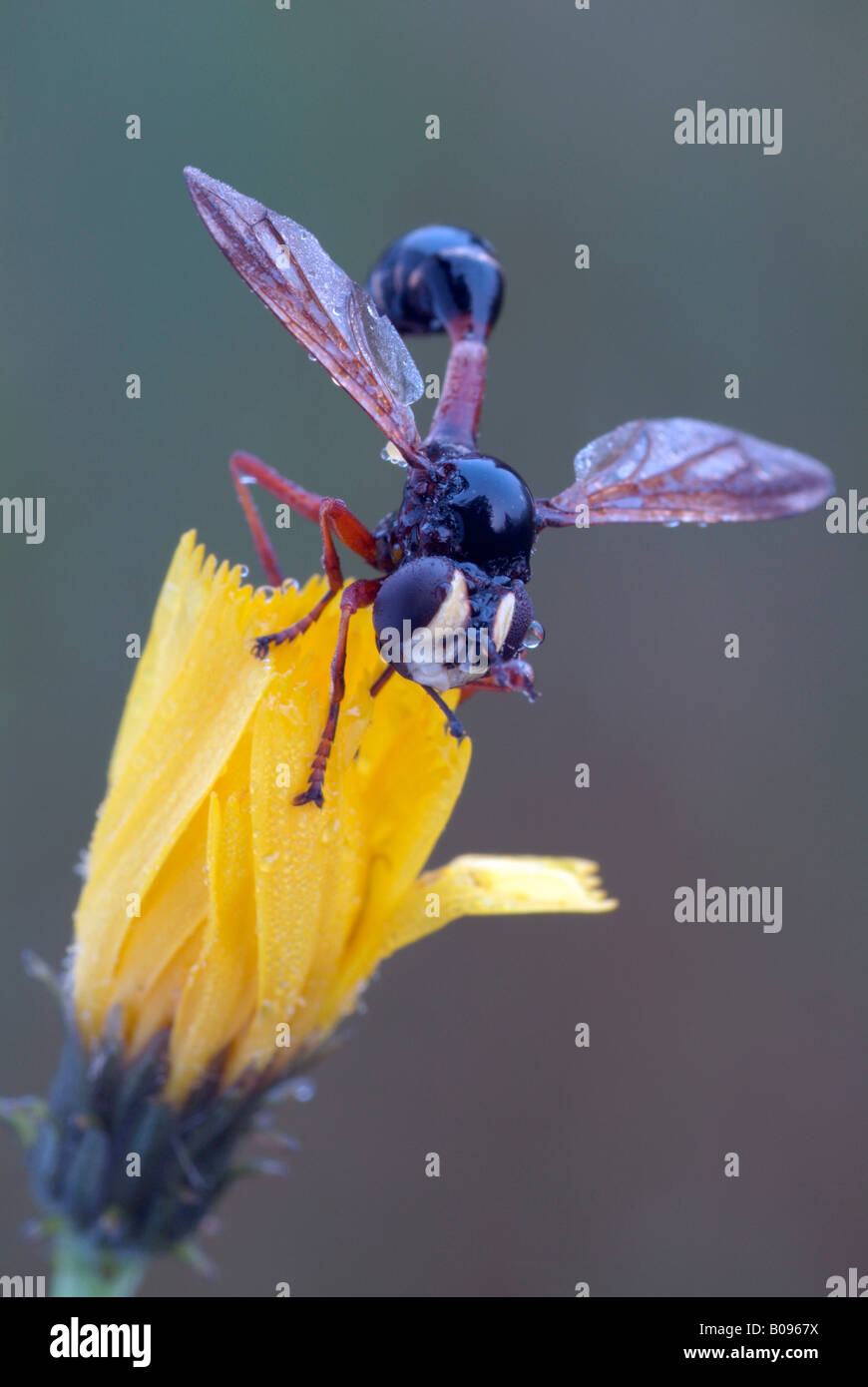 Voler à tête épaisse, Wasp (Physocephala rufipes) perché sur une fleur jaune, Filz, Woergl, Tyrol, Autriche, Europe Banque D'Images