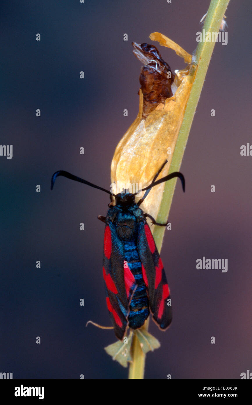 Six-spot Burnet Moth (Zygaena filipendulae), Tyrol, Autriche, Allemagne Banque D'Images