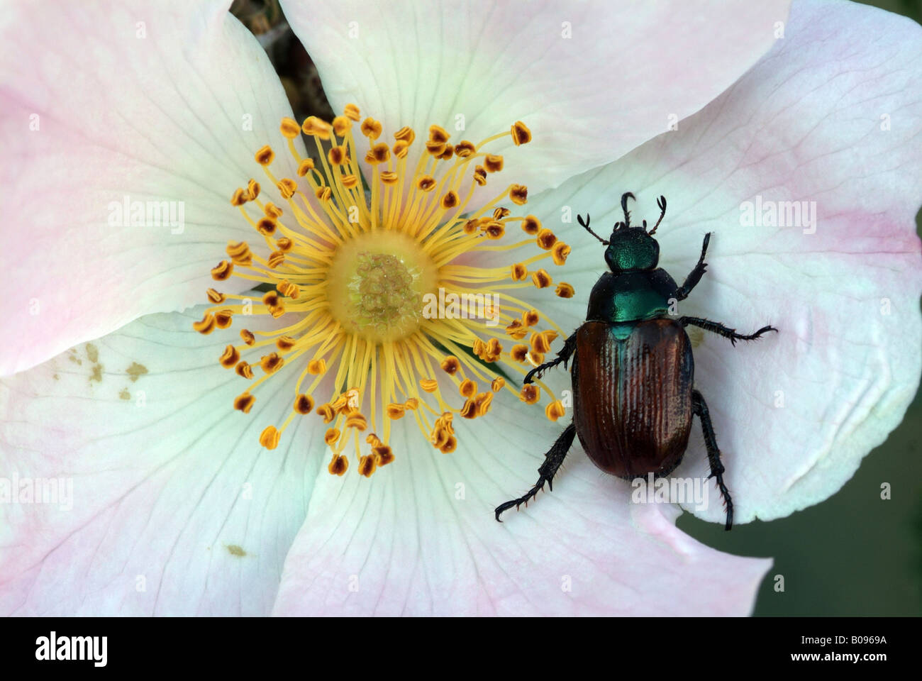 Hanneton horticole (Phyllopertha horticola) perché sur un chien Rose (rosa canina), Feldthurns, Bolzano-Bozen, Italie Banque D'Images