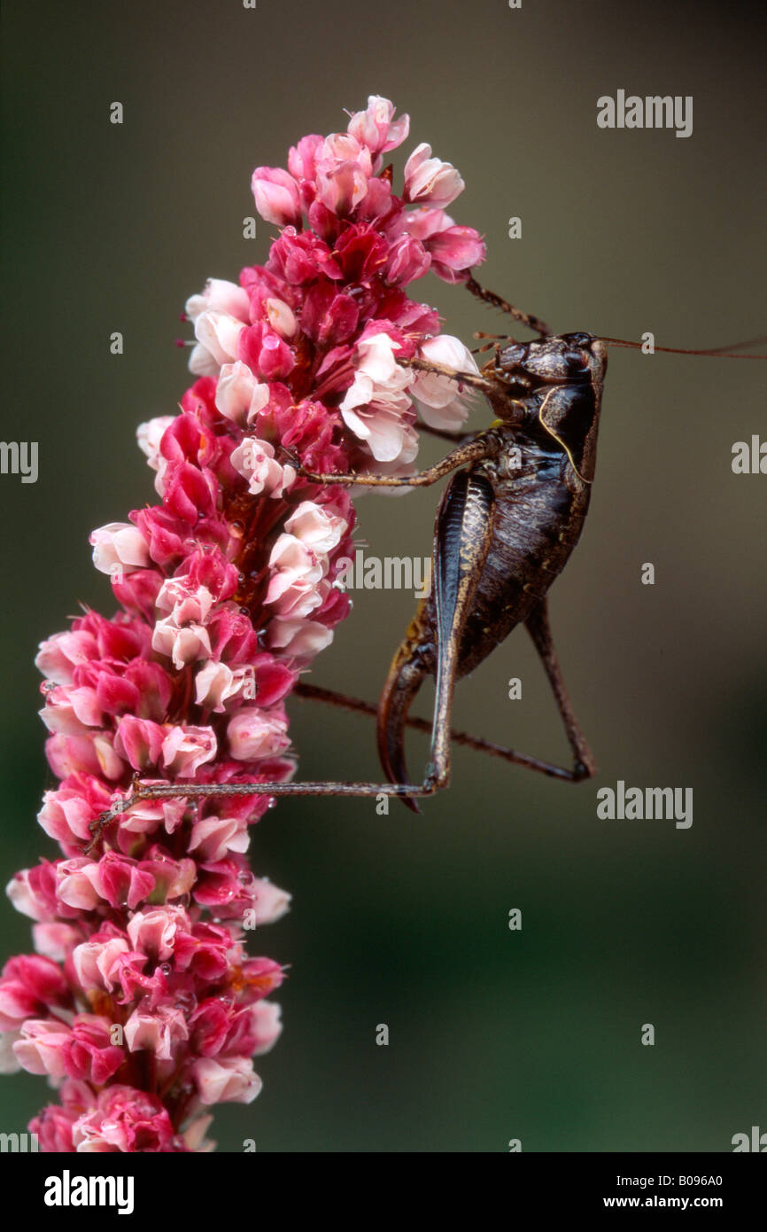 Bush sombre (Pholidoptera griseoaptera Cricket) perché sur un oranger, Tirol, Autriche Banque D'Images