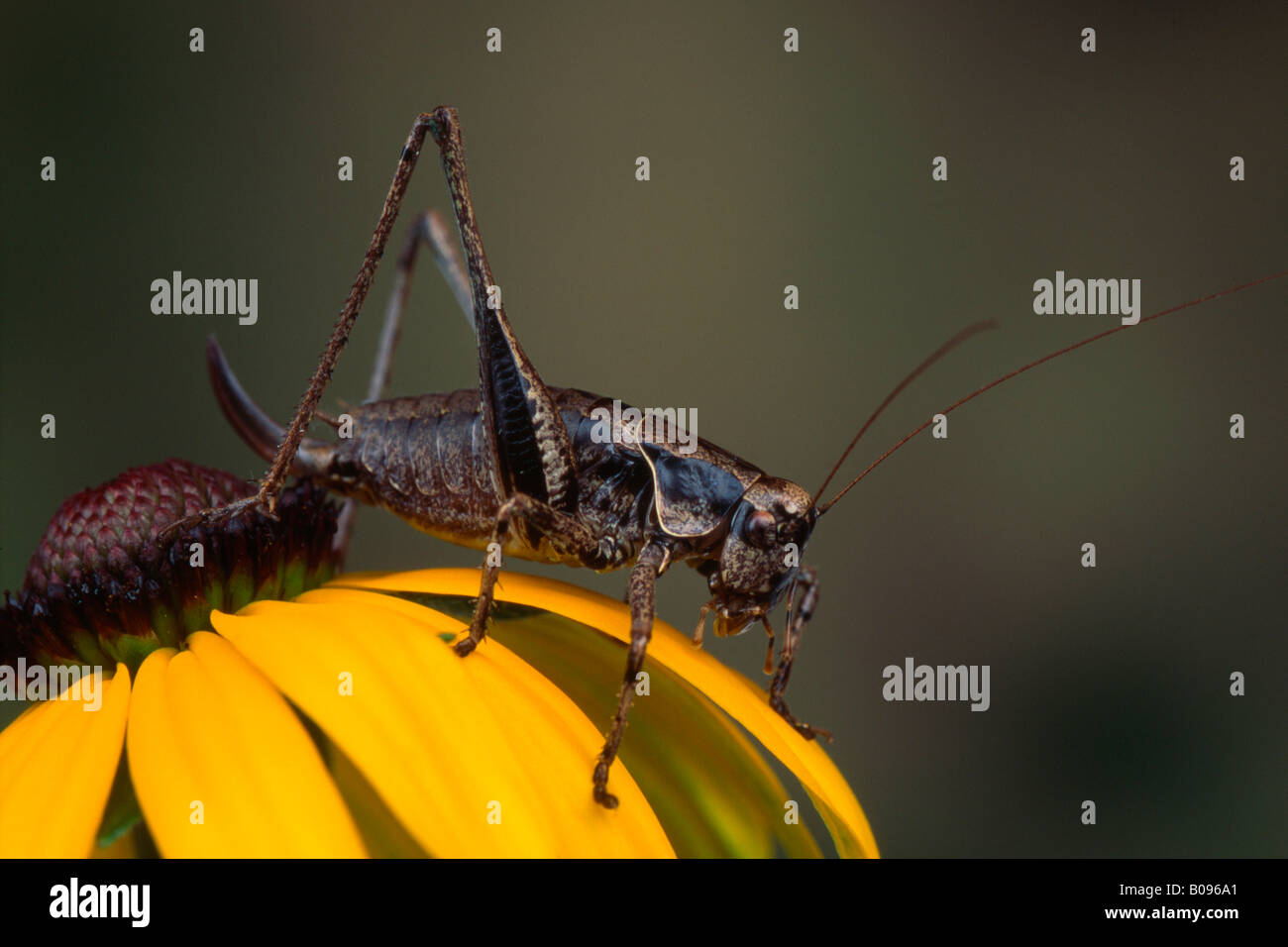 Bush sombre (Pholidoptera griseoaptera Cricket) perché sur un oranger, Tirol, Autriche Banque D'Images