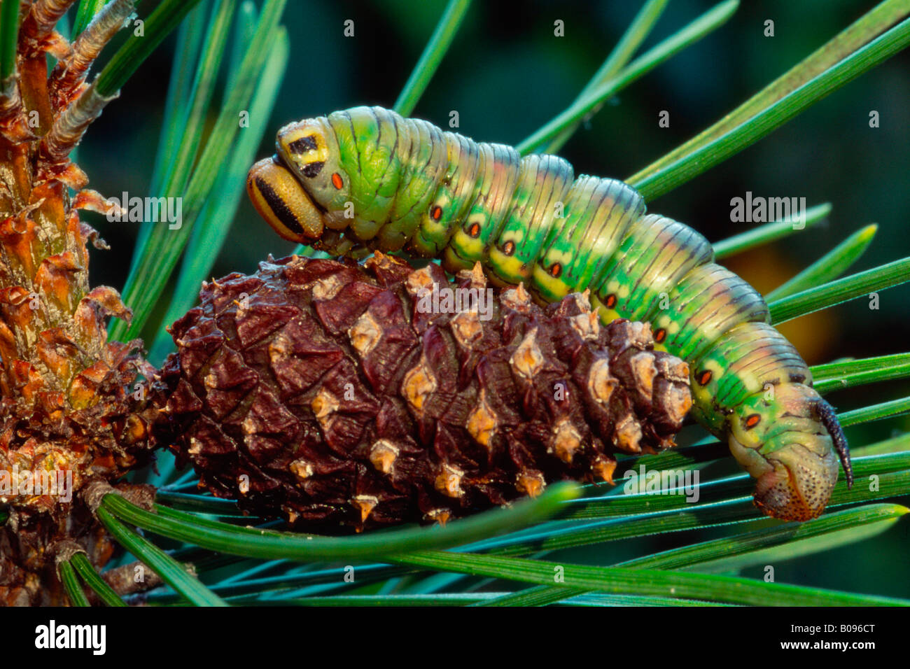 Hawk-moth pin caterpillar (Hyloicus pinastri) sur un cône de pin, Schwaz, Tyrol, Autriche du Nord Banque D'Images