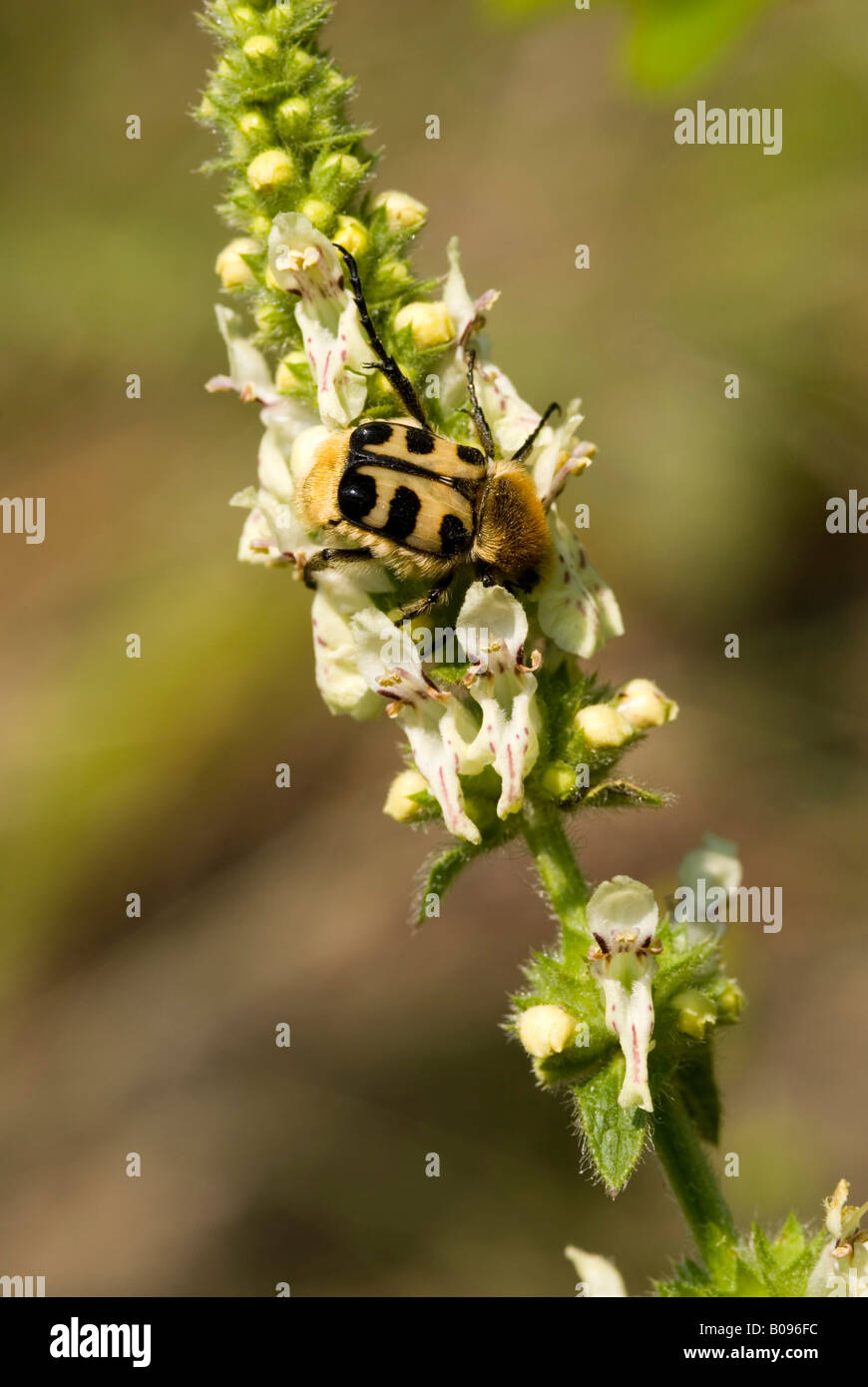 Abeille INSECTE (Trichius fasciatus) perché sur une fleur, Feldthurns, Bolzano-Bozen, Italie Banque D'Images