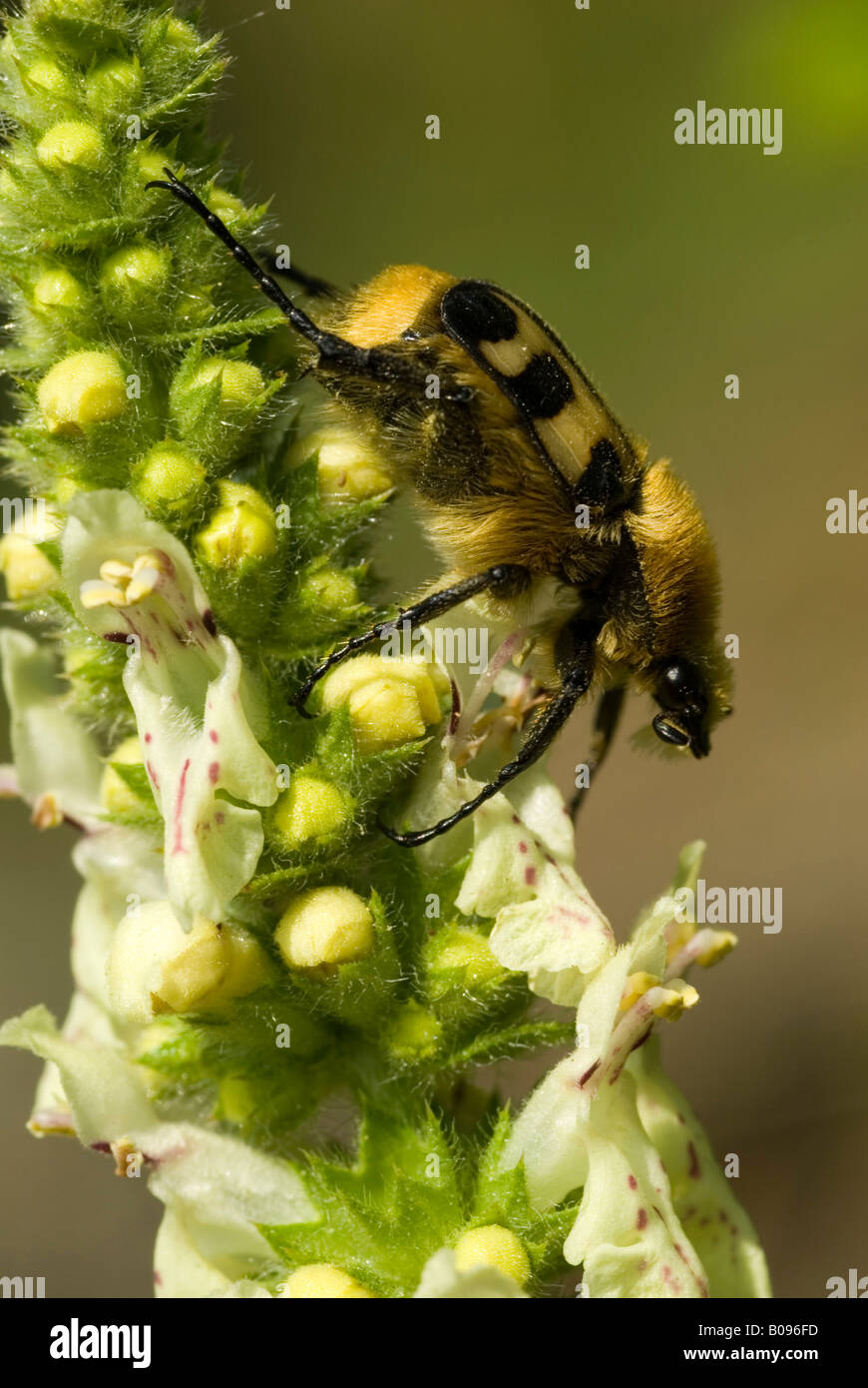 Abeille INSECTE (Trichius fasciatus) perché sur une fleur, Feldthurns, Bolzano-Bozen, Italie Banque D'Images