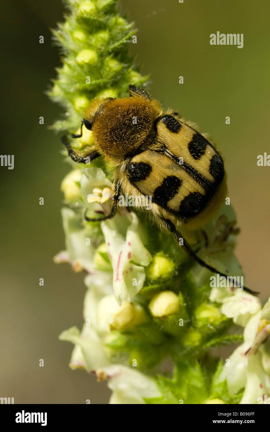 Abeille INSECTE (Trichius fasciatus) perché sur une fleur, Feldthurns, Bolzano-Bozen, Italie Banque D'Images