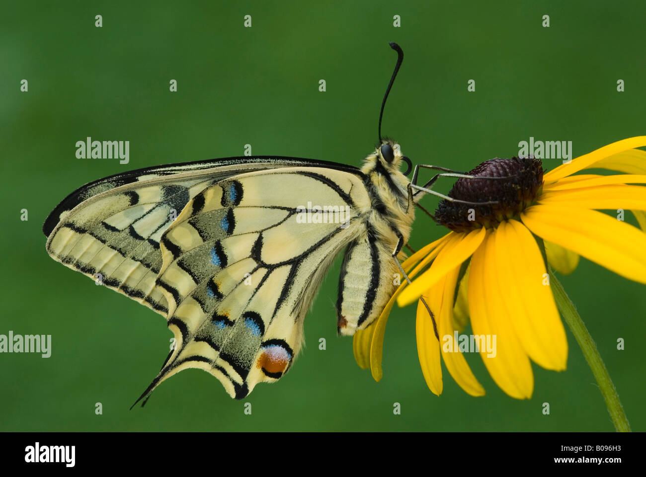 Ancien Monde ou machaon machaon jaune commun (Papilio machaon) perché sur une fleur, Schwaz, Tyrol, Autriche Banque D'Images