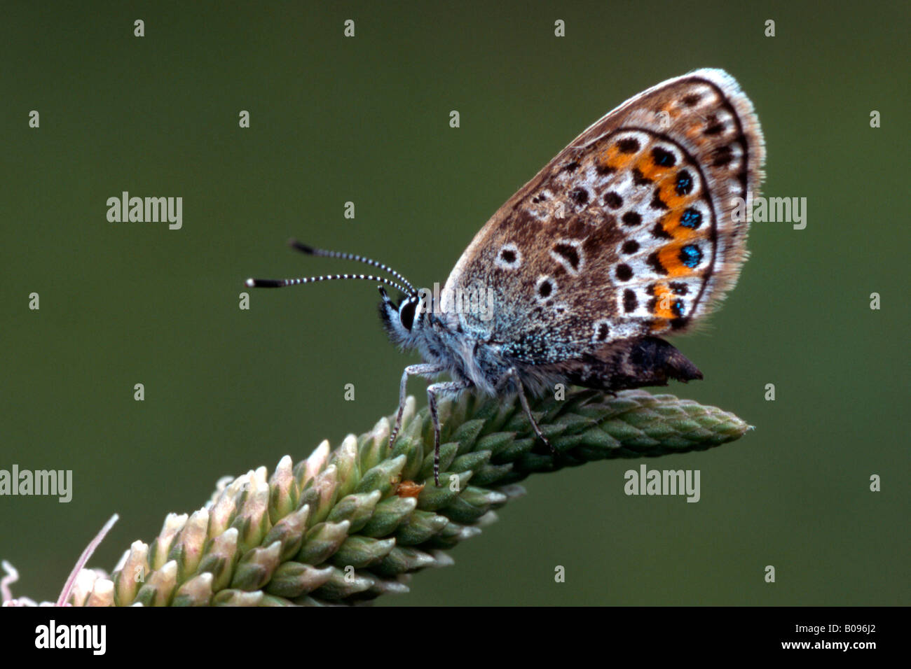 Papillon Bleu étoilé d'argent (Plebejus argus), Woergl, Tirol, Autriche Banque D'Images