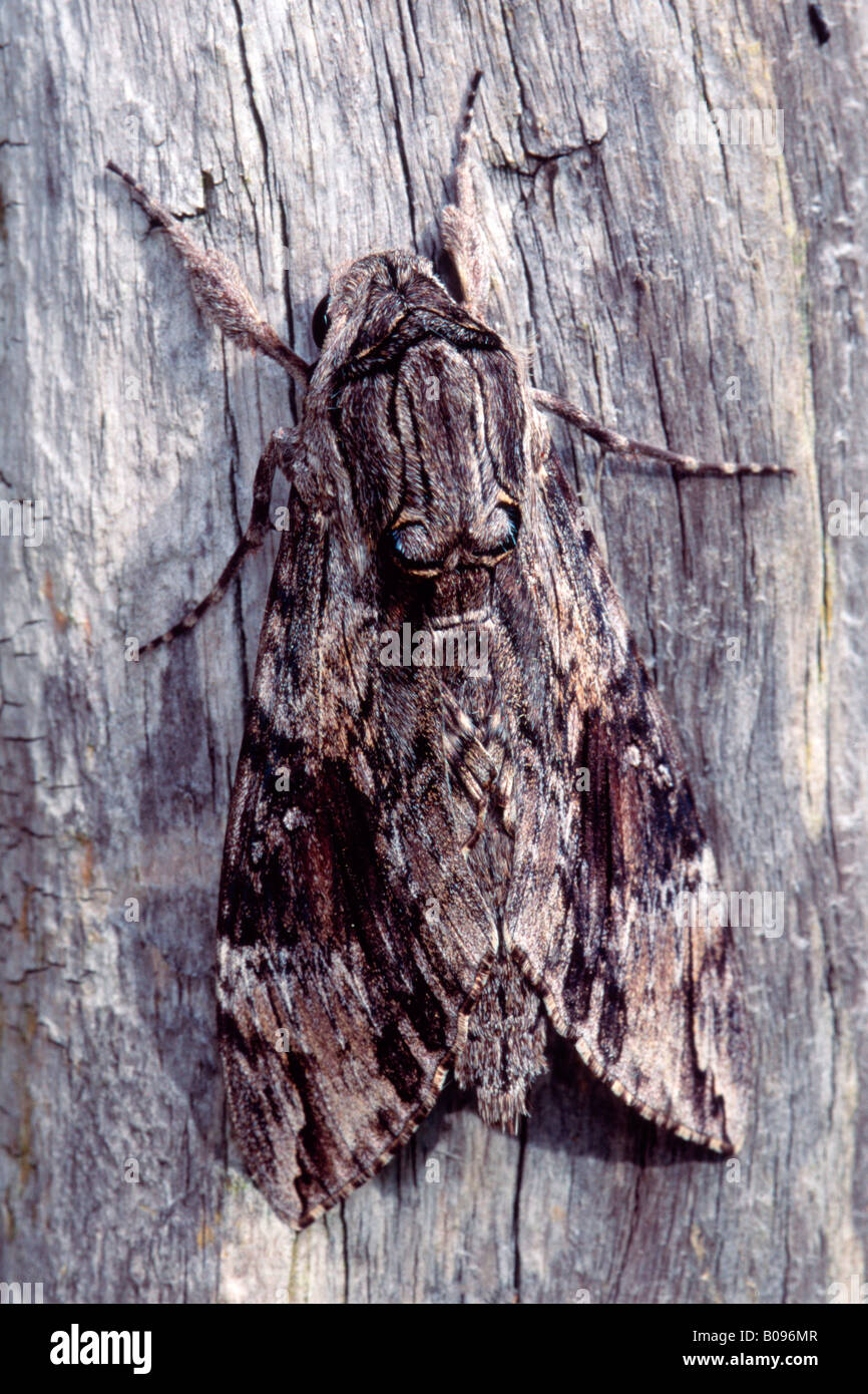 Convolvulus Hawk-moth (Agrius convolvuli), Schwaz, Tyrol, Autriche Banque D'Images