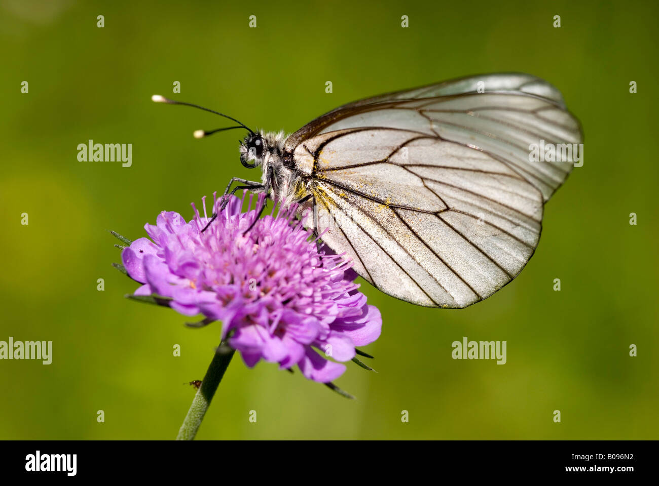Papillon blanc veiné noir (Aporia crataegi), Achensee, Tyrol, Autriche, Europe Banque D'Images