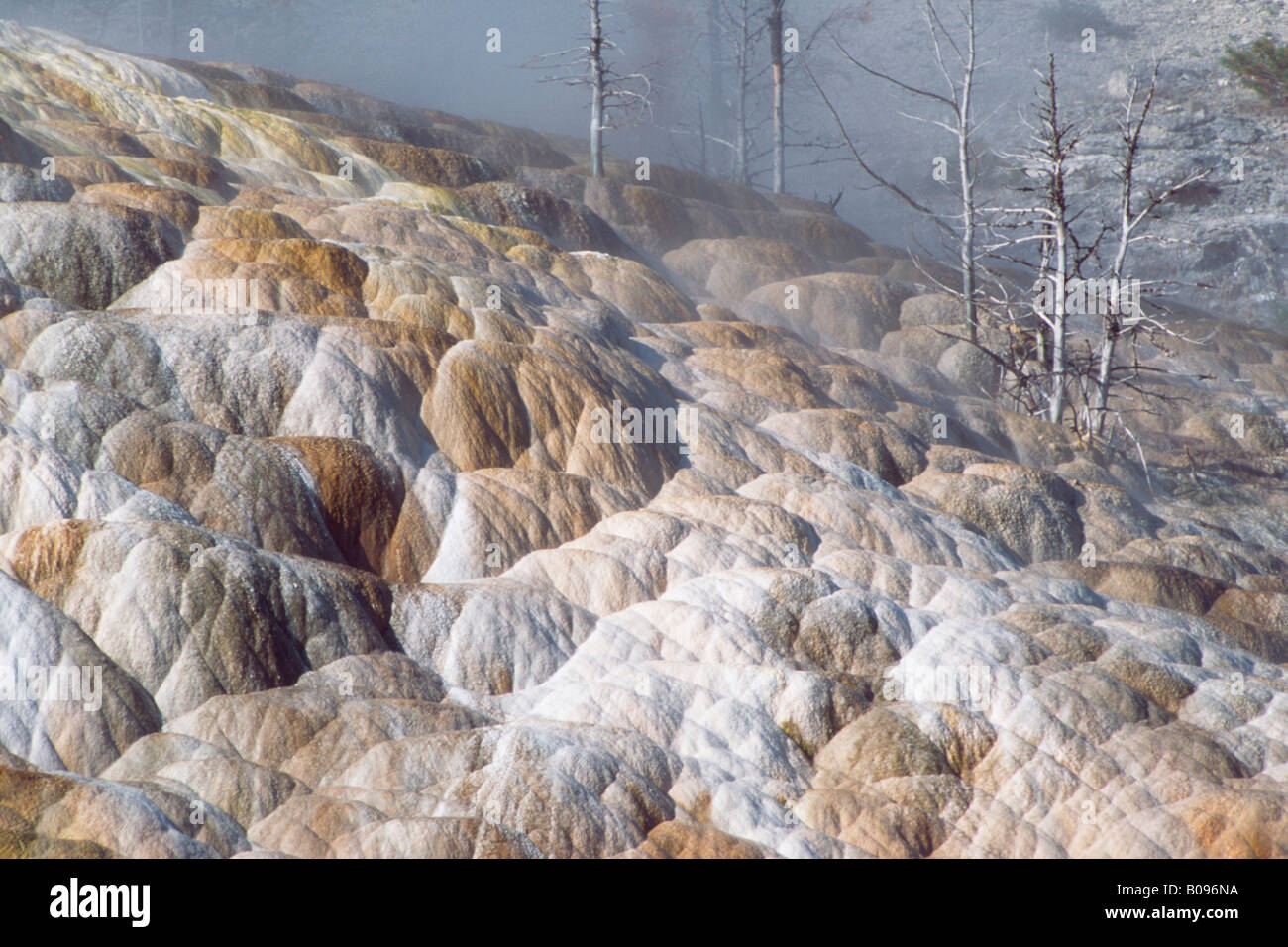 Calc-sinter terraces, Yellowstone National Park, Wyoming, USA Banque D'Images
