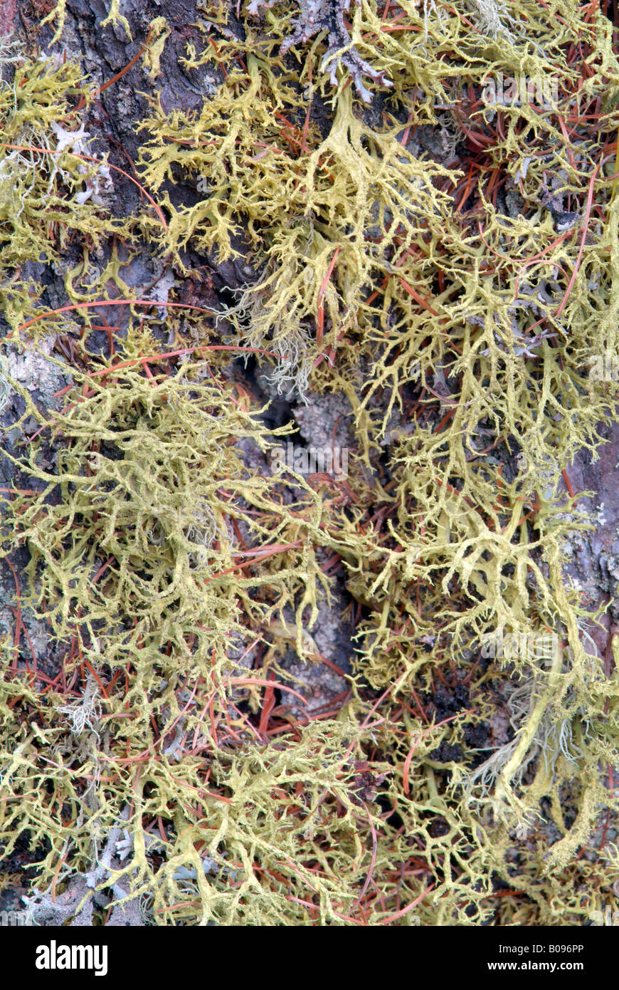 Lichens Letharia vulpina (loup), Risstal, gamme de Karwendel, Tirol, Autriche Banque D'Images