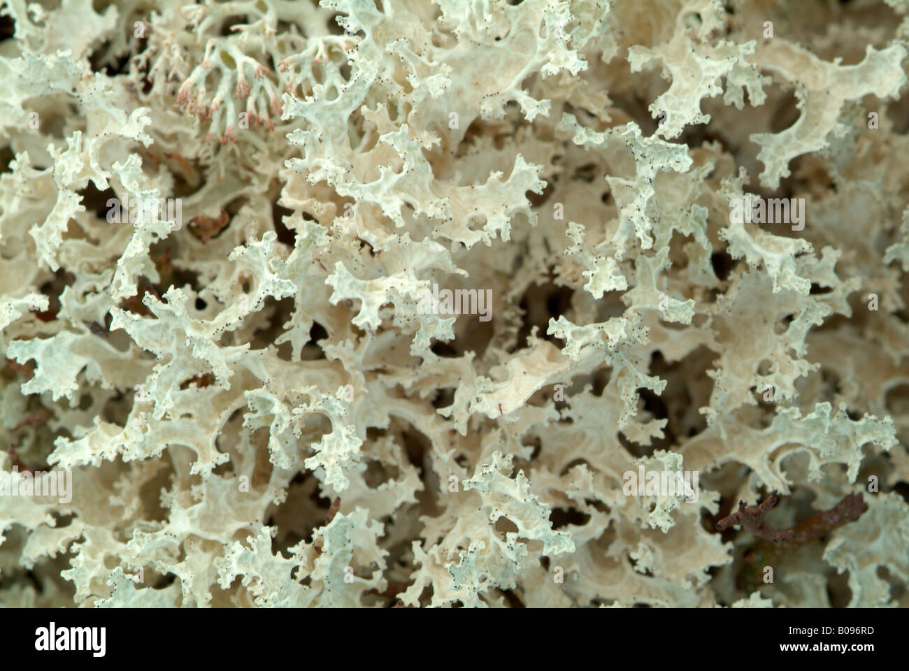 Neige gondolé (lichens Cetraria cucullata, Flavocetraria cucullata), Gilfert, Tux Alpes, Tirol, Autriche Banque D'Images