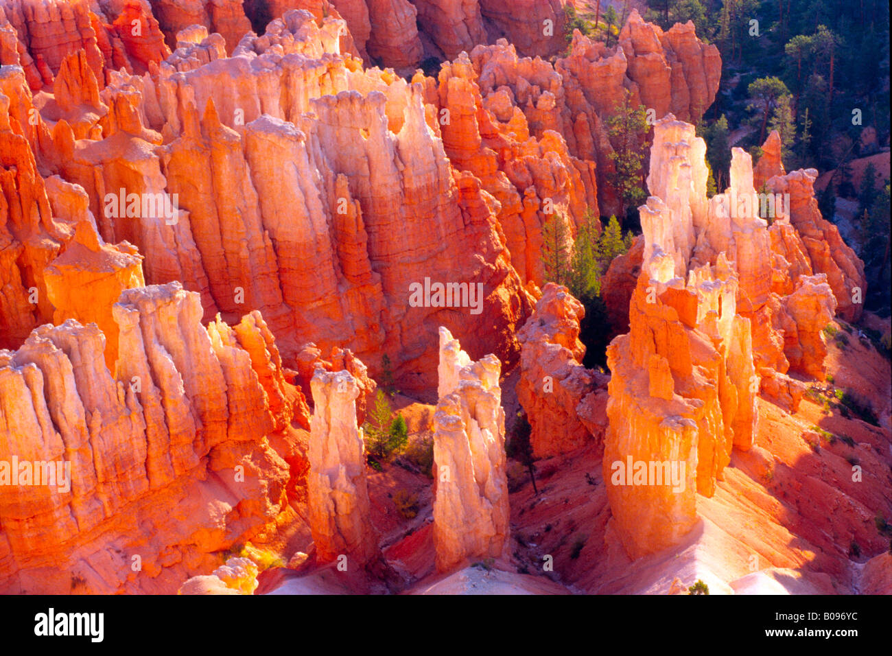 Amphithéâtre, Bryce Canyon National Park, Utah, USA Banque D'Images