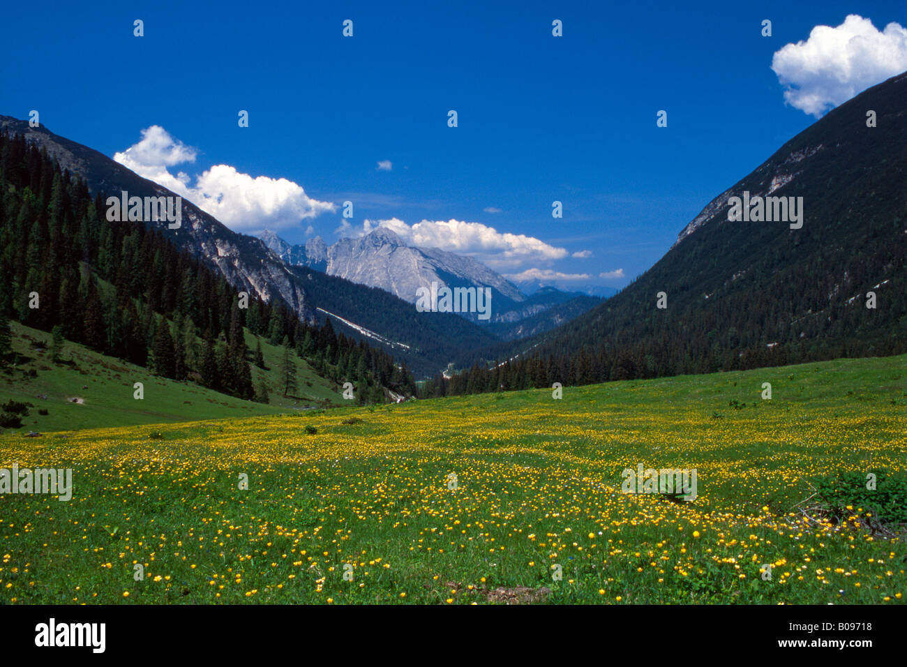 Pâturage d'altitude, Eppzirler Alm et la gamme Wetterstein, Tirol, Autriche, Europe Banque D'Images