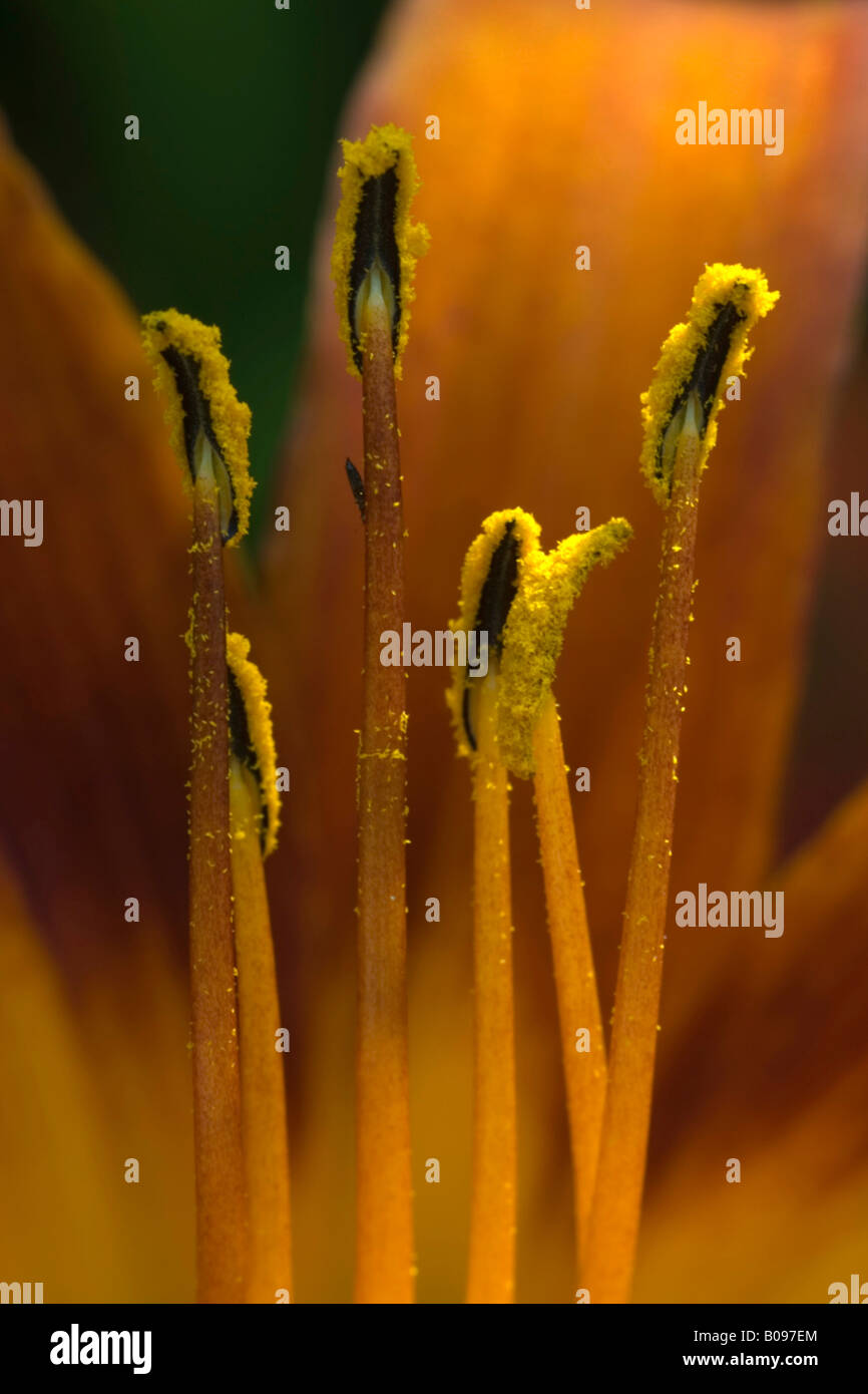 Fire Lily ou Lys Orange (lilium bulbiferum), jardin variété, Andre Heller's Botanical Gardens, Monte Baldo, Le Lac de Garde, Italie, Banque D'Images
