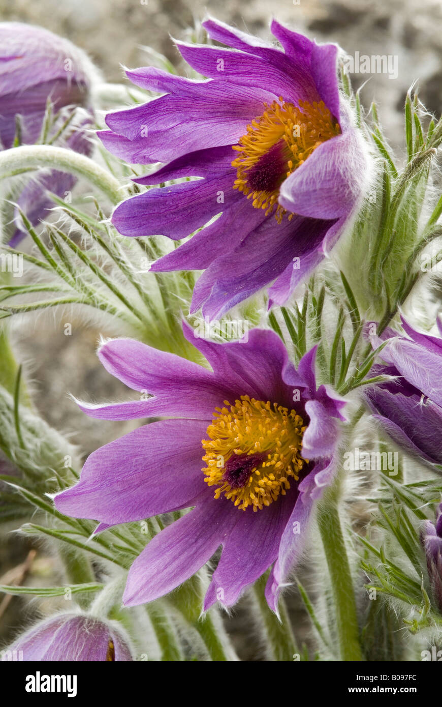 Petite anémone pulsatille (Pulsatilla pratensis), originaire d'Europe et d'Asie, les jardins botaniques à Innsbruck, Autriche, Europe Banque D'Images