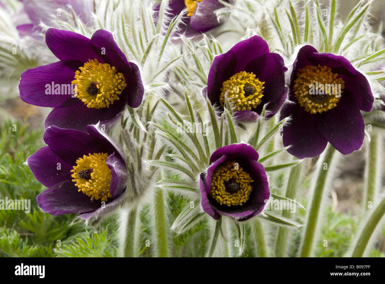 Petite anémone pulsatille (Pulsatilla pratensis), originaire d'Europe et d'Asie, les jardins botaniques à Innsbruck, Autriche, Europe Banque D'Images