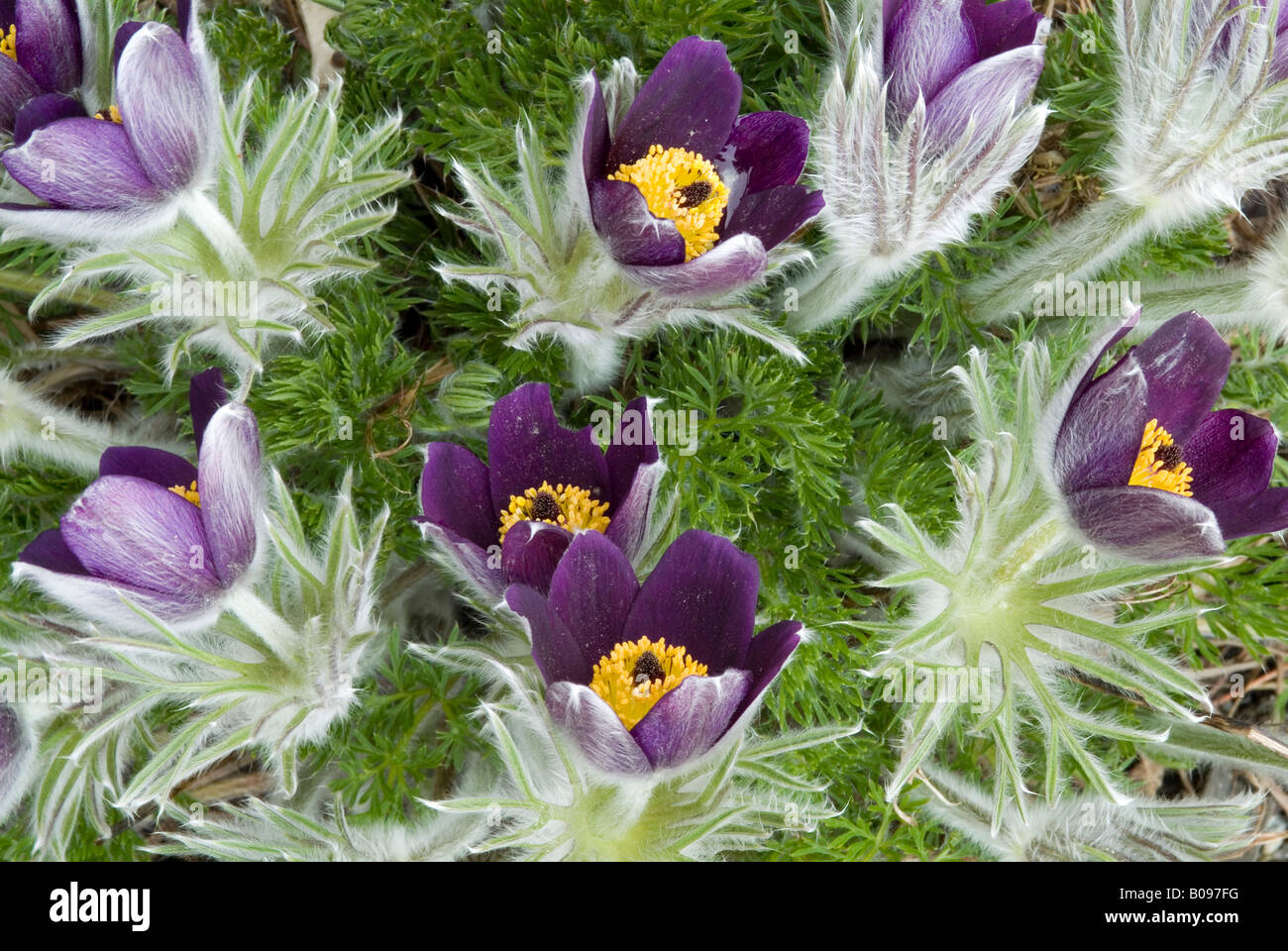 Petite anémone pulsatille (Pulsatilla pratensis), originaire d'Europe et d'Asie, les jardins botaniques à Innsbruck, Autriche, Europe Banque D'Images