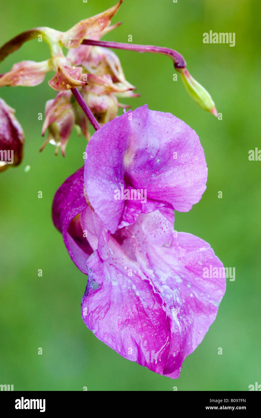 Balsamine de l'Himalaya (Impatiens glandulifera), Filz, Woergl, Tyrol, Autriche Banque D'Images