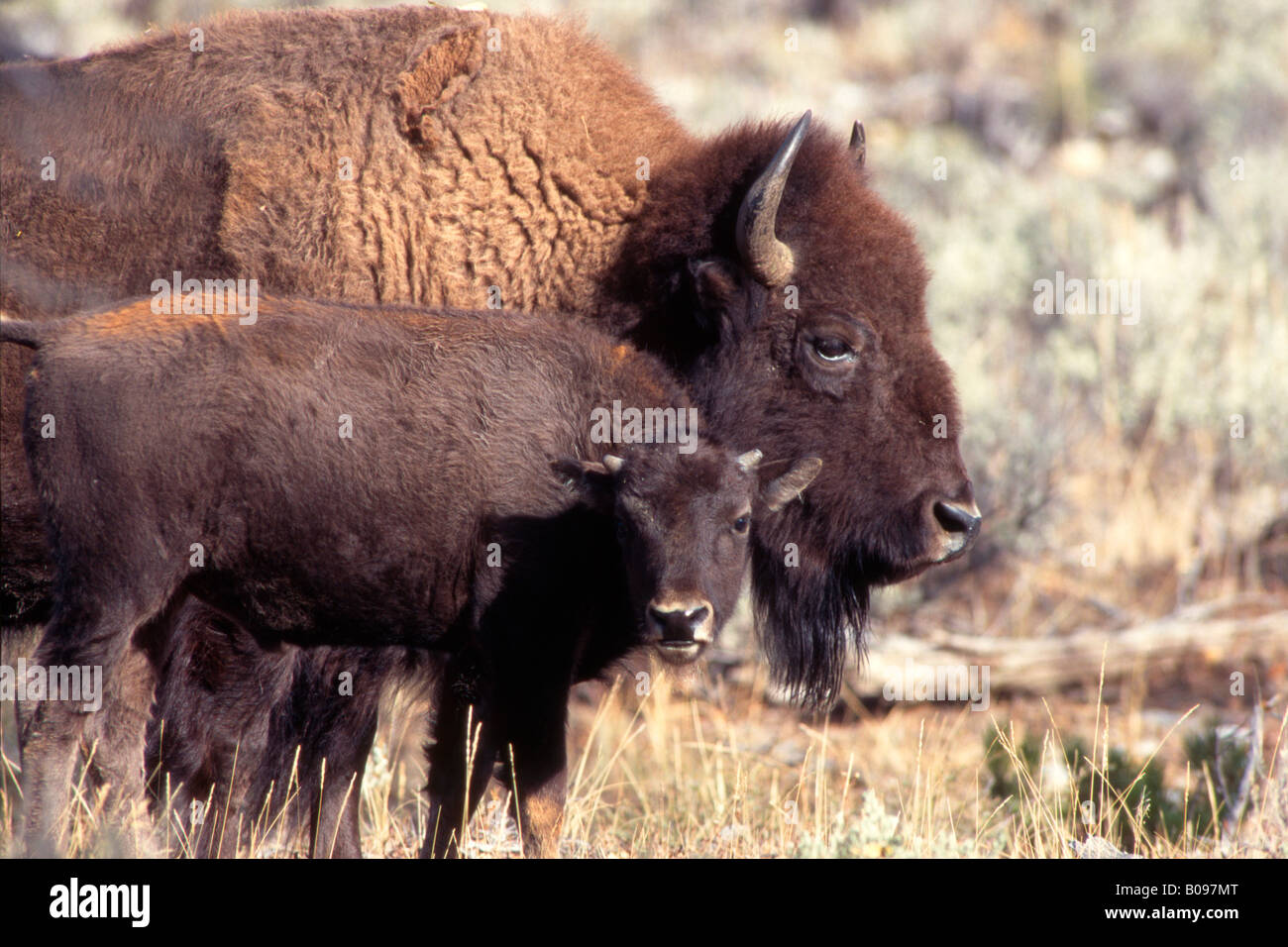 Les buffles d'Amérique (Bison bison), le Parc National de Yellowstone, Wyoming, USA Banque D'Images