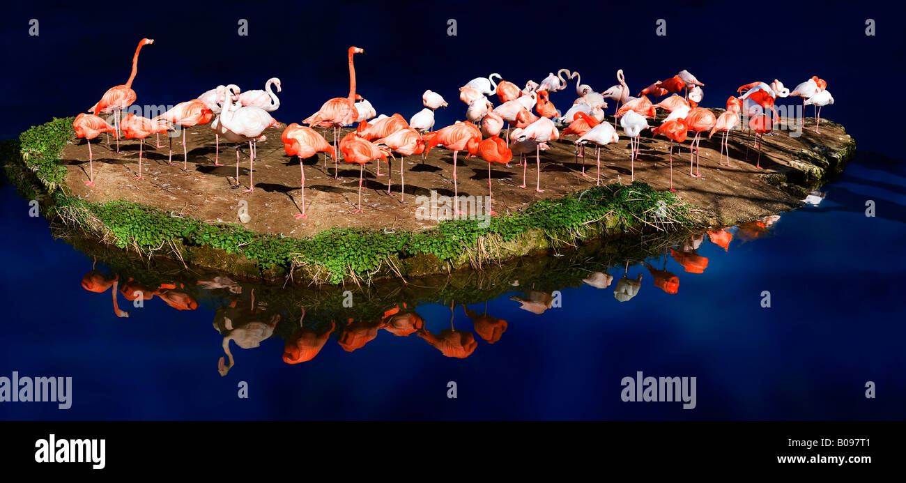 Volée de flamants roses (Phoenicopterus ruber ruber) perché sur une petite île reflétée sur le bleu profond de la surface d'un lac Banque D'Images