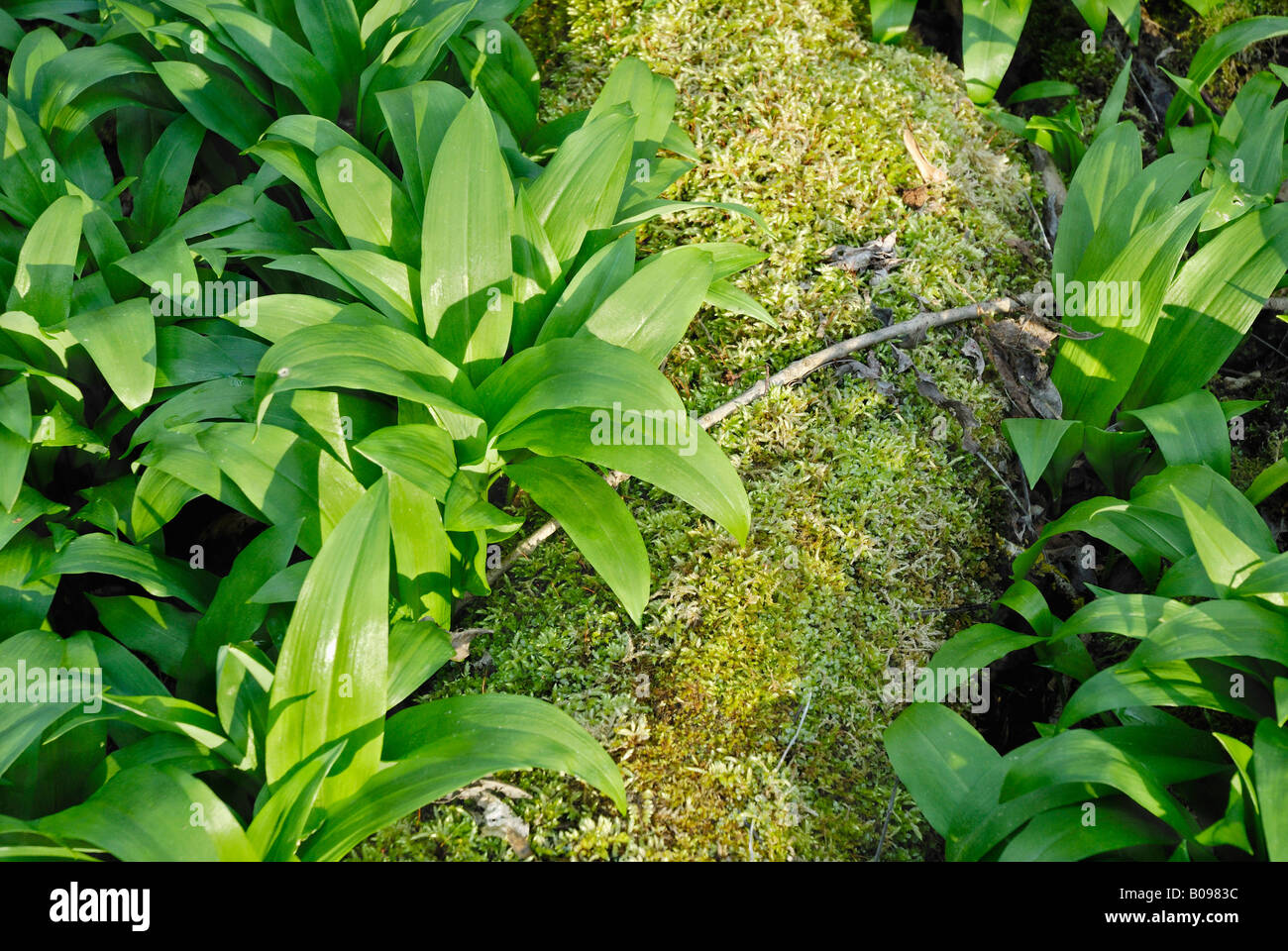 - Sauvages ou ail des ours Allium ursinum (feuilles) sur un tronc d'arbre couvert de mousse dans l'Auenwald, près de Bad Feilnbach, Kaltenaue Banque D'Images