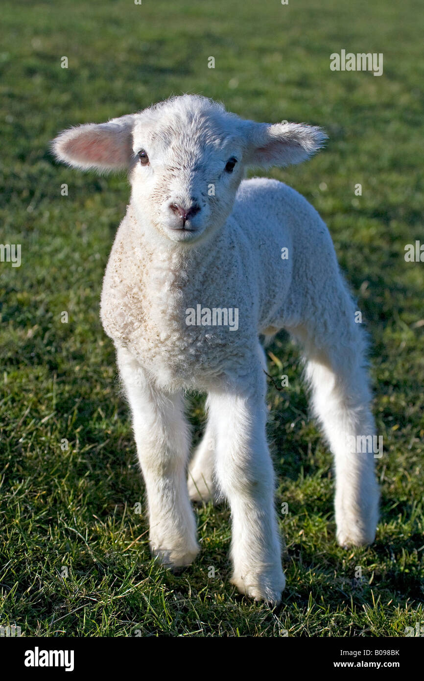 Agneau, mouton domestique (Ovis aries) dans un champ sur une digue de la mer du Nord, Dithmarschen, Schleswig-Holstein, Allemagne Banque D'Images