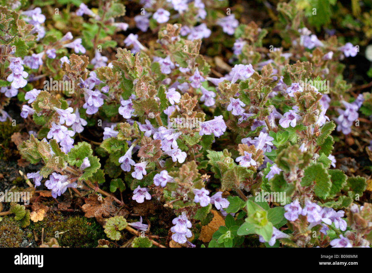 GLECHOMA HEDERACEA LIERRE TERRESTRE OU À LA FIN D'AVRIL Banque D'Images