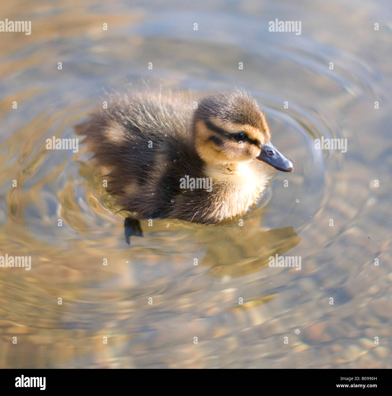 Seul petit canard sur la rivière Blackwater, Coggeshall, Essex. Banque D'Images