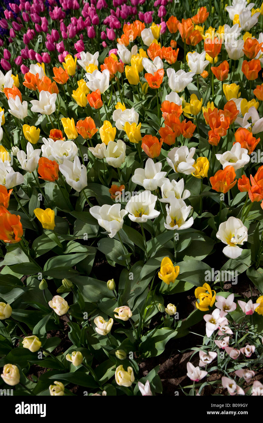 Les tulipes de Keukenhof Holland Banque D'Images