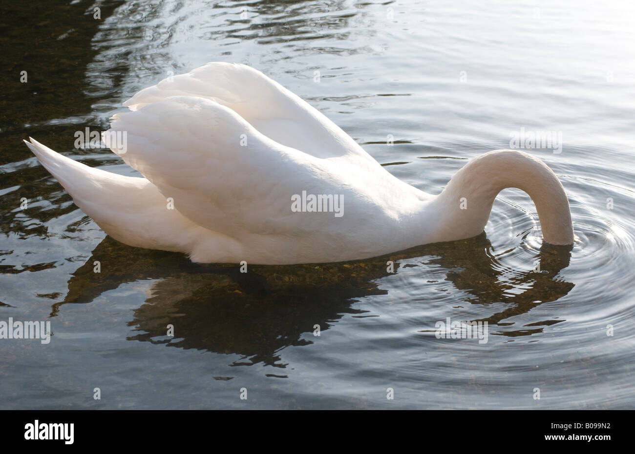 Swan se nourrissant de Blackwater river, Coggeshall, Essex. Banque D'Images