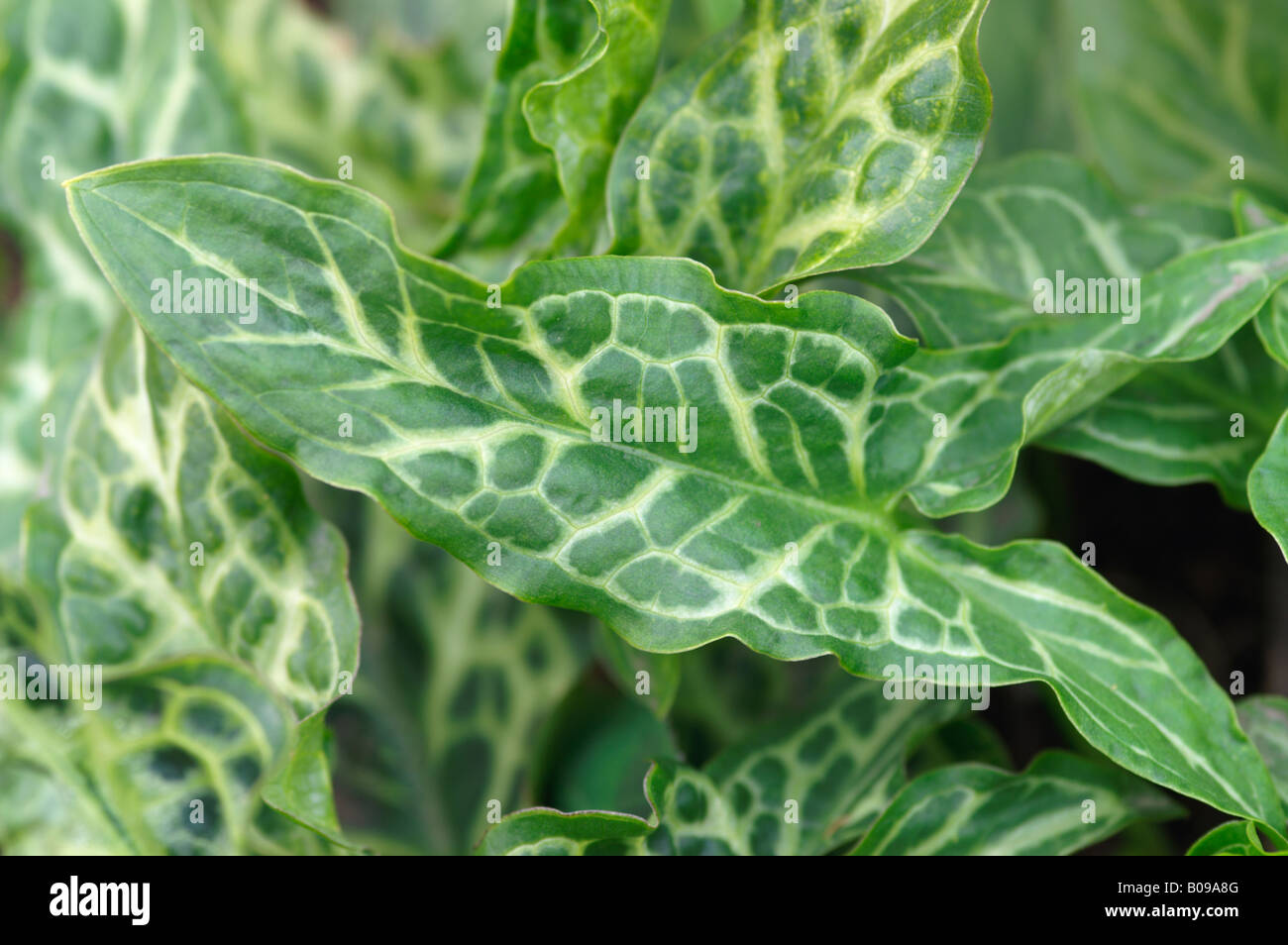 ARUM ITALICUM MARMORATUM LORDS AND LADIES Banque D'Images