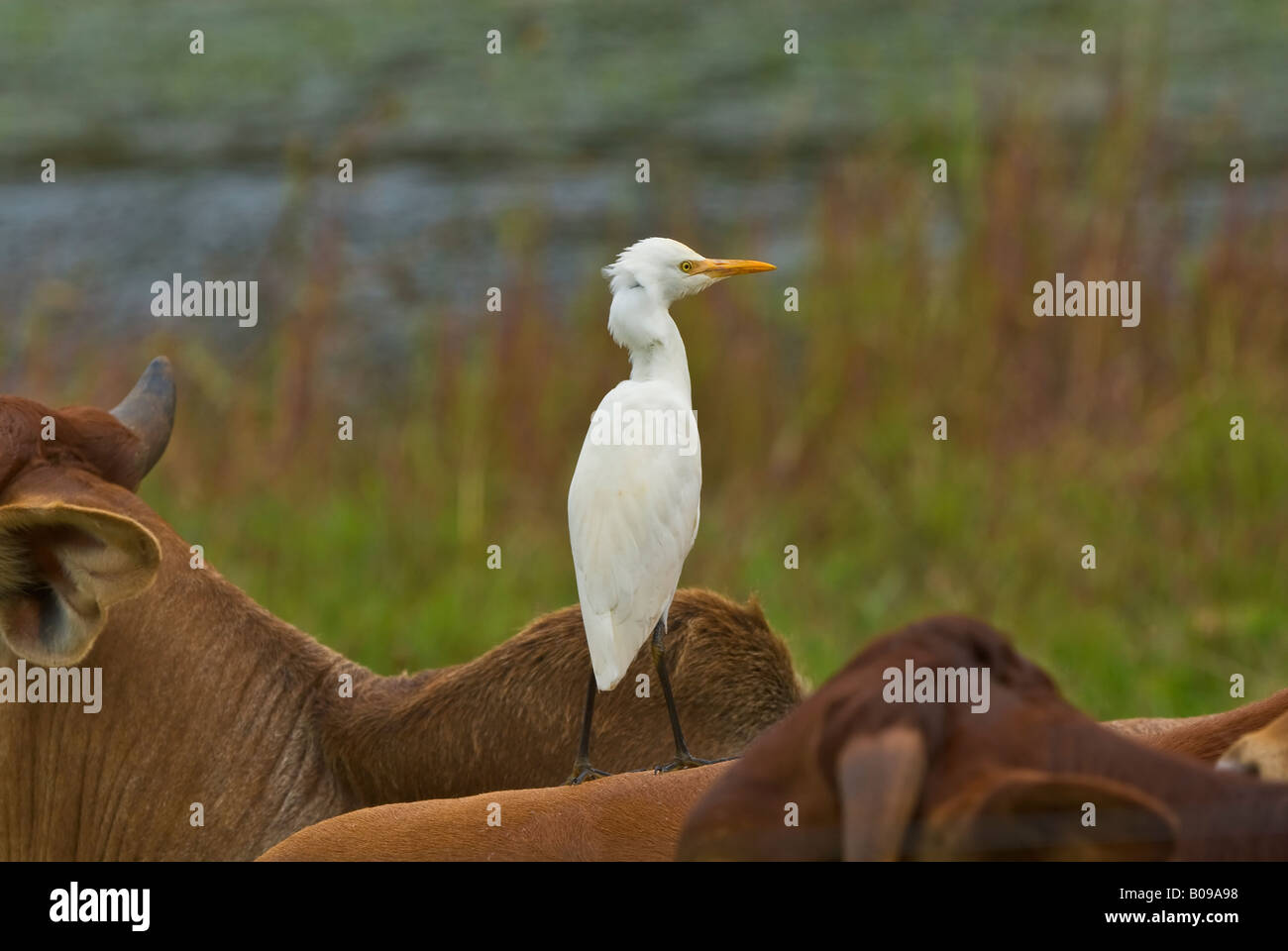 Héron garde-boeuf ardea ibis Banque D'Images